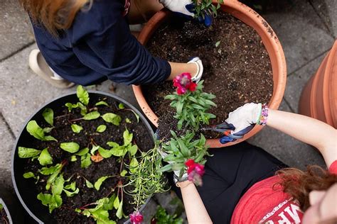 samford gardens|Samford Wellness Garden Plants Seeds of Community